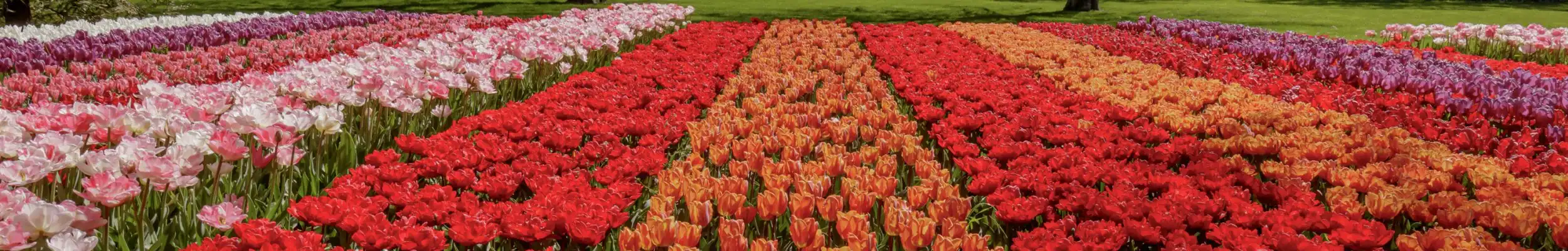 Keukenhof Lisse Holland